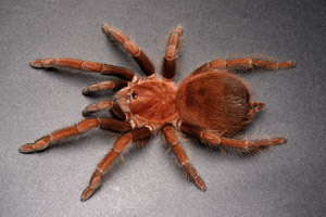 acanthoscurria antillensis