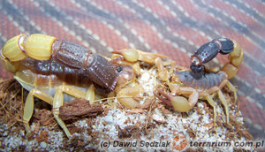 parabuthus liosoma