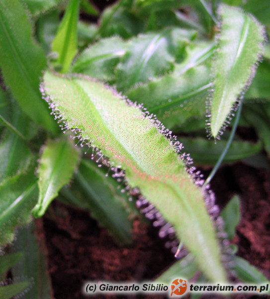 Triphyophyllum Peltatum Triphyophyllum Terrarium