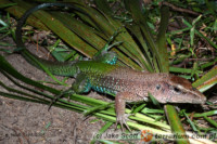 Ameiva ameiva – ameiwa zielona