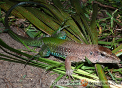 Ameiva ameiva – ameiwa zielona