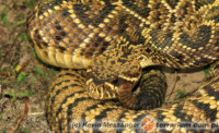 Crotalus adamanteus – grzechotnik diamentowy