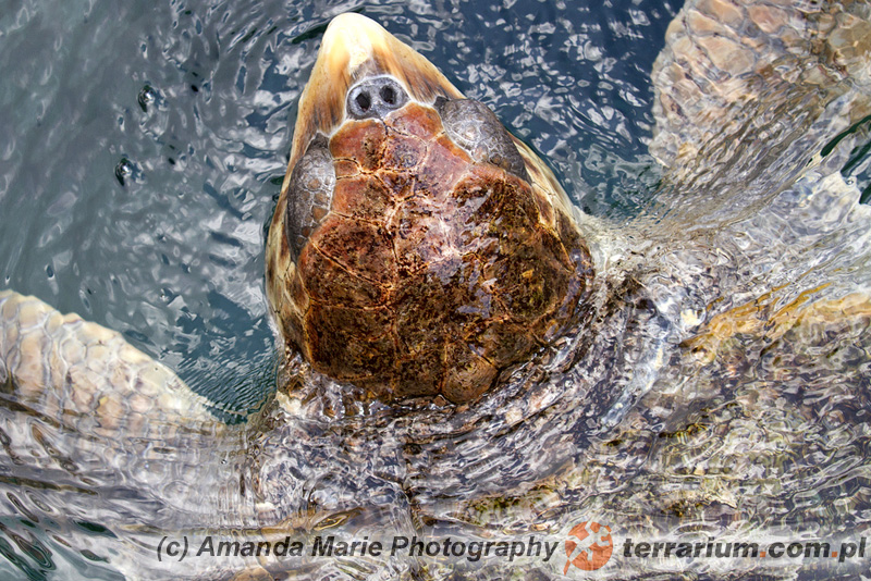 Caretta caretta - żółw karetta