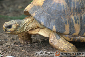 Astrochelys radiata – żółw promienisty