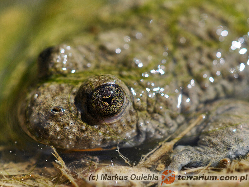 Bombina variegata - kumak górski