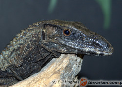 Varanus rudicolis – waran