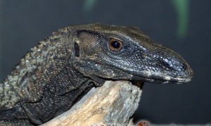 Varanus rudicolis – waran