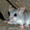 Thallomys nigricauda – akacjoszczur czarnoogonowy