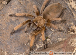 Aphonopelma moderatum – ptasznik