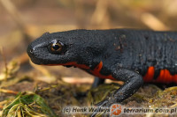 Cynops orientalis – traszka chińska