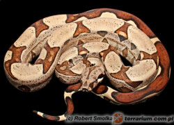 Boa constrictor – boa dusiciel