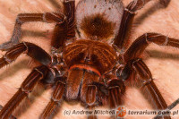 Theraphosa apophysis