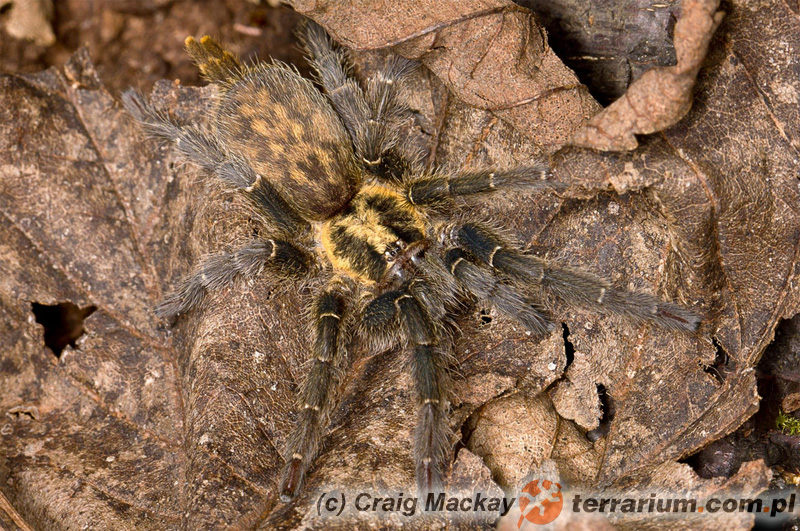 Dorosła samica - Heterothele sp. "villosella" - ptasznik