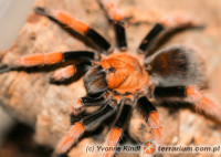 Aphonopelma bicoloratum