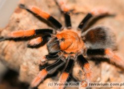 Aphonopelma bicoloratum – ptasznik