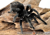 Grammostola pulchra – ptasznik