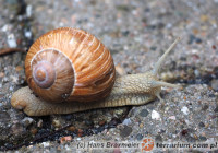 Helix pomatia – ślimak winniczek