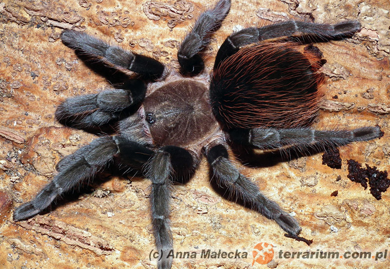 Tliltocatl (Brachypelma) Vagans - Ptasznik Czerwonoodwłokowy - Terrarium