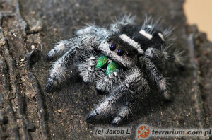 Phidippus regius