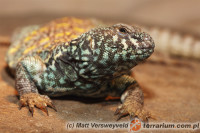 Uromastyx ornata – biczogon ozdobny