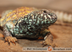 Uromastyx ornata – biczogon ozdobny