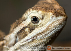 Pogona henrylawsoni – agama brodata karłowata*