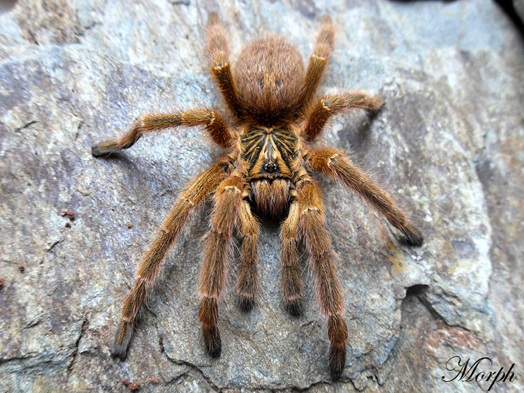 Samiec - Pterinochilus murinus - Odmiana "TCF" - ptasznik słoneczny