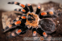 Brachypelma annitha – ptasznik