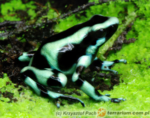 Dendrobates auratus – drzewołaz złocisty