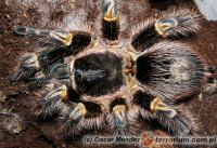 Grammostola pulchripes – ptasznik