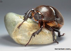 Xylotrupes gideon – rohatyniec borneański