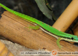 Phelsuma nigristriata