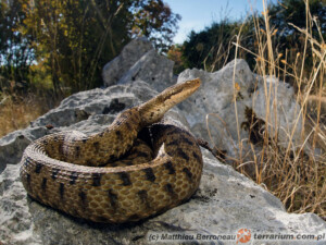 Vipera aspis – żmija żebrowana