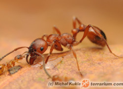 Manica rubida – wścieklica dorodna