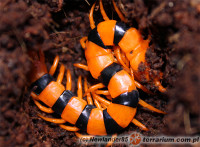 Scolopendra hardwickei