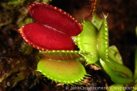 Dionaea muscipula – muchołówka amerykańska