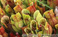 Sarracenia spp. – kapturnica