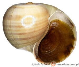 Ampullariidae – ampularia