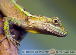 Diploderma splendidum – chińska agama górska*