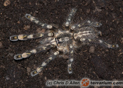 Poecilotheria bara – ptasznik