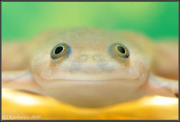 Xenopus spp.