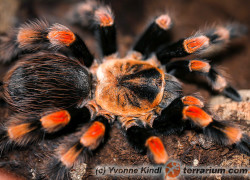 Brachypelma spp. – ptasznik