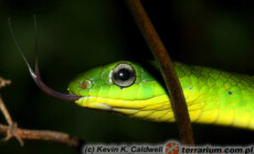 Cyclophiops major – wąż dżdżownicożer
