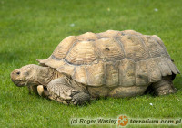 Centrochelys sulcata – żółw pustynny