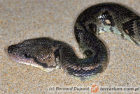 Acrantophis sp. – boa madagaskarskie