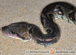 Acrantophis sp. – boa madagaskarskie