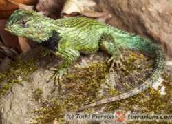 Sceloporus malachiticus – legwan malachitowy*