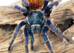 Chromatopelma cyaneopubescens – ptasznik