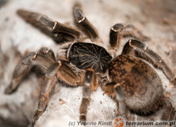 Ceratogyrus meridionalis – ptasznik