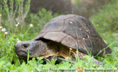 Testudo marginata – żółw obrzeżony